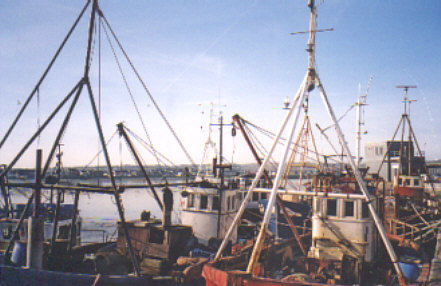 The Fishing fleet in Skerries Port courtesy of Beth Hoerth